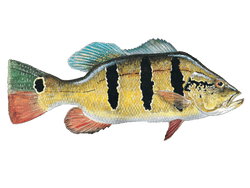 peacock bass